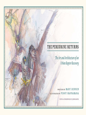 cover image of The Peregrine Returns
